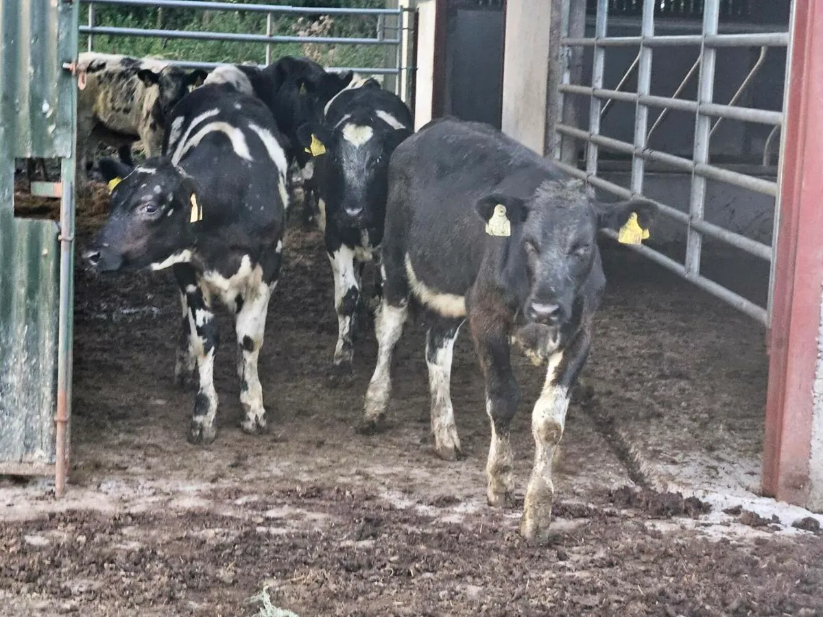 10 smashing Belgium blue heifers for sale - Image 1