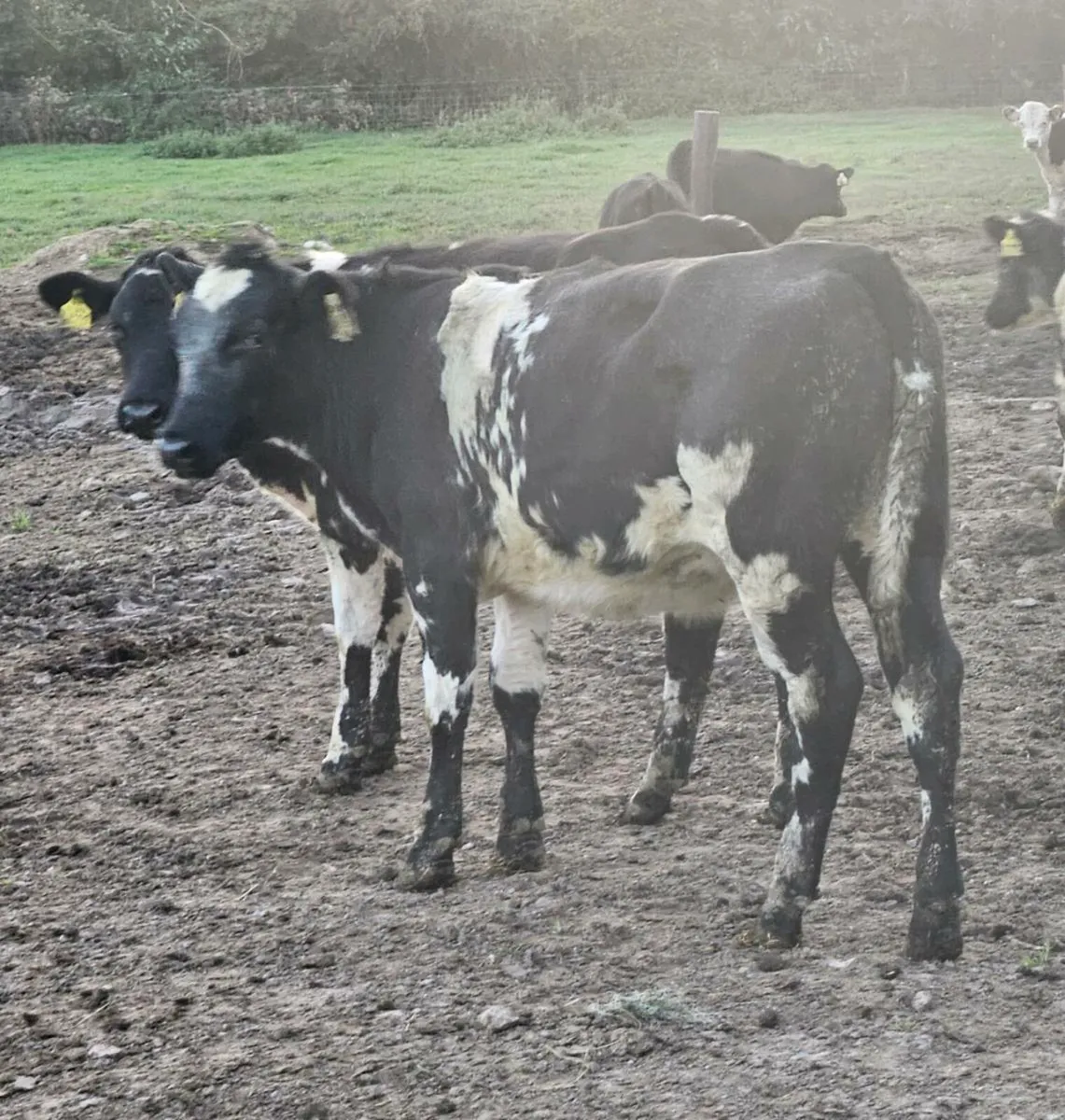 10 smashing Belgium blue heifers for sale - Image 2