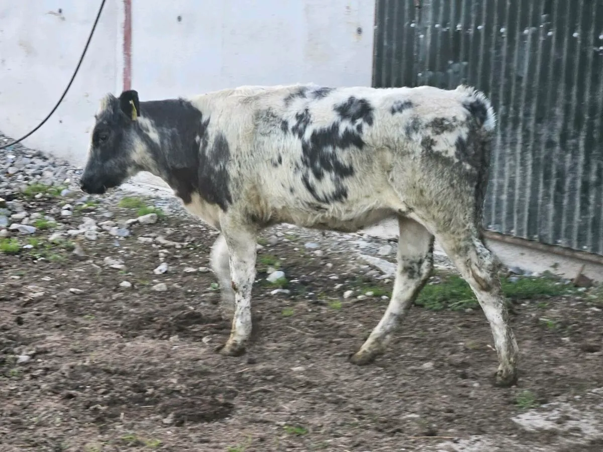 10 smashing Belgium blue heifers for sale - Image 3