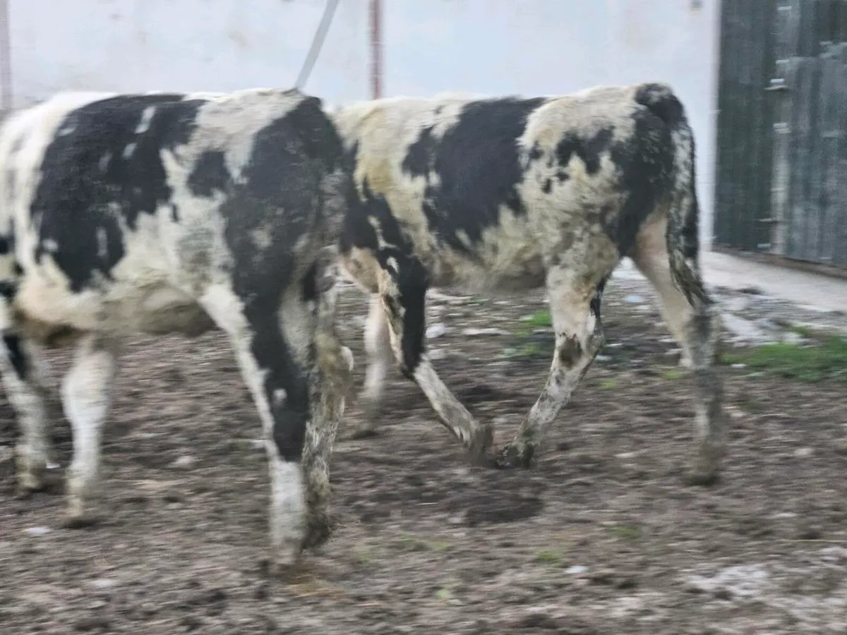 10 smashing Belgium blue heifers for sale - Image 4