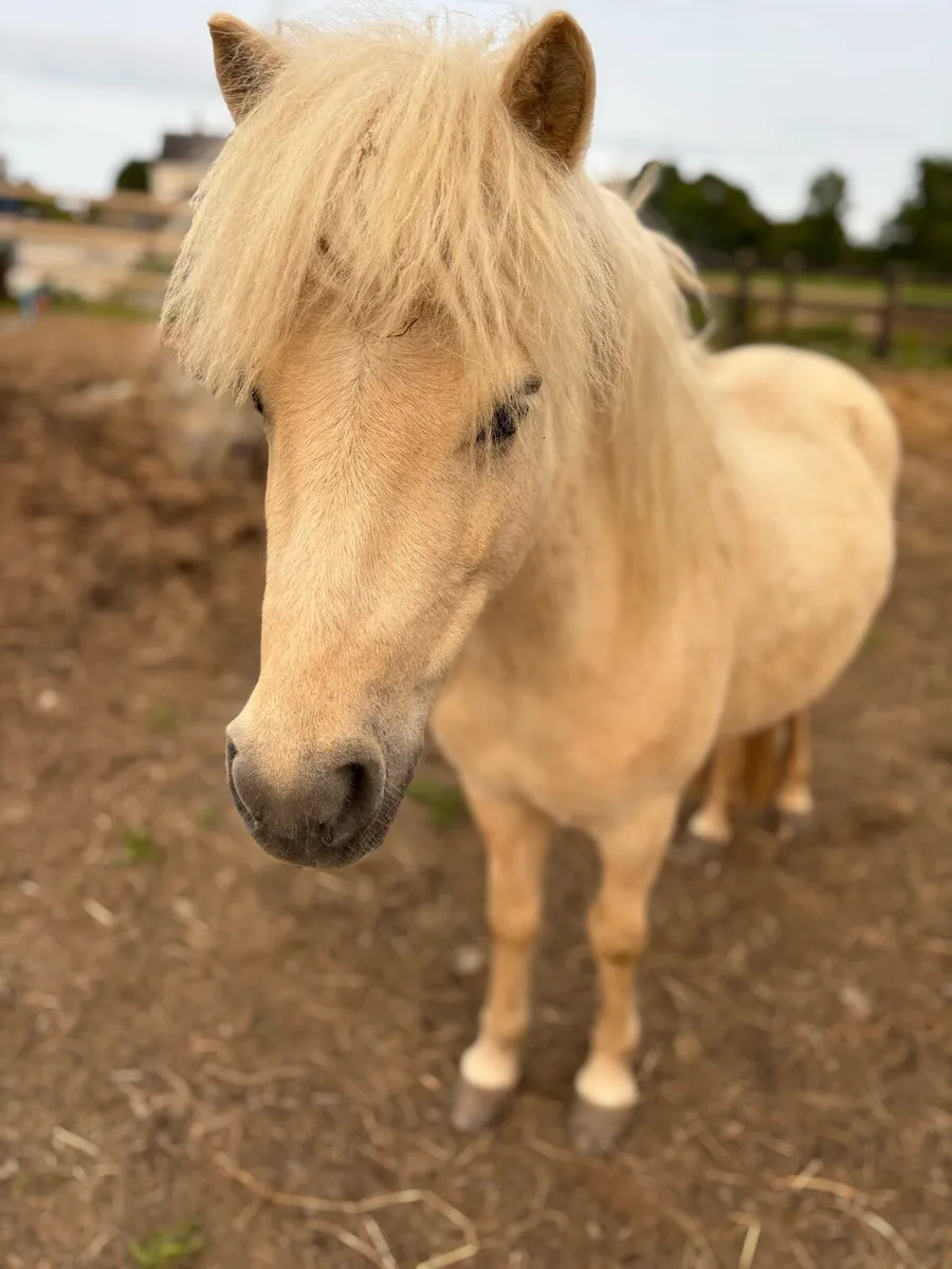 Palomino mare 6 yo approx 11h - Image 1
