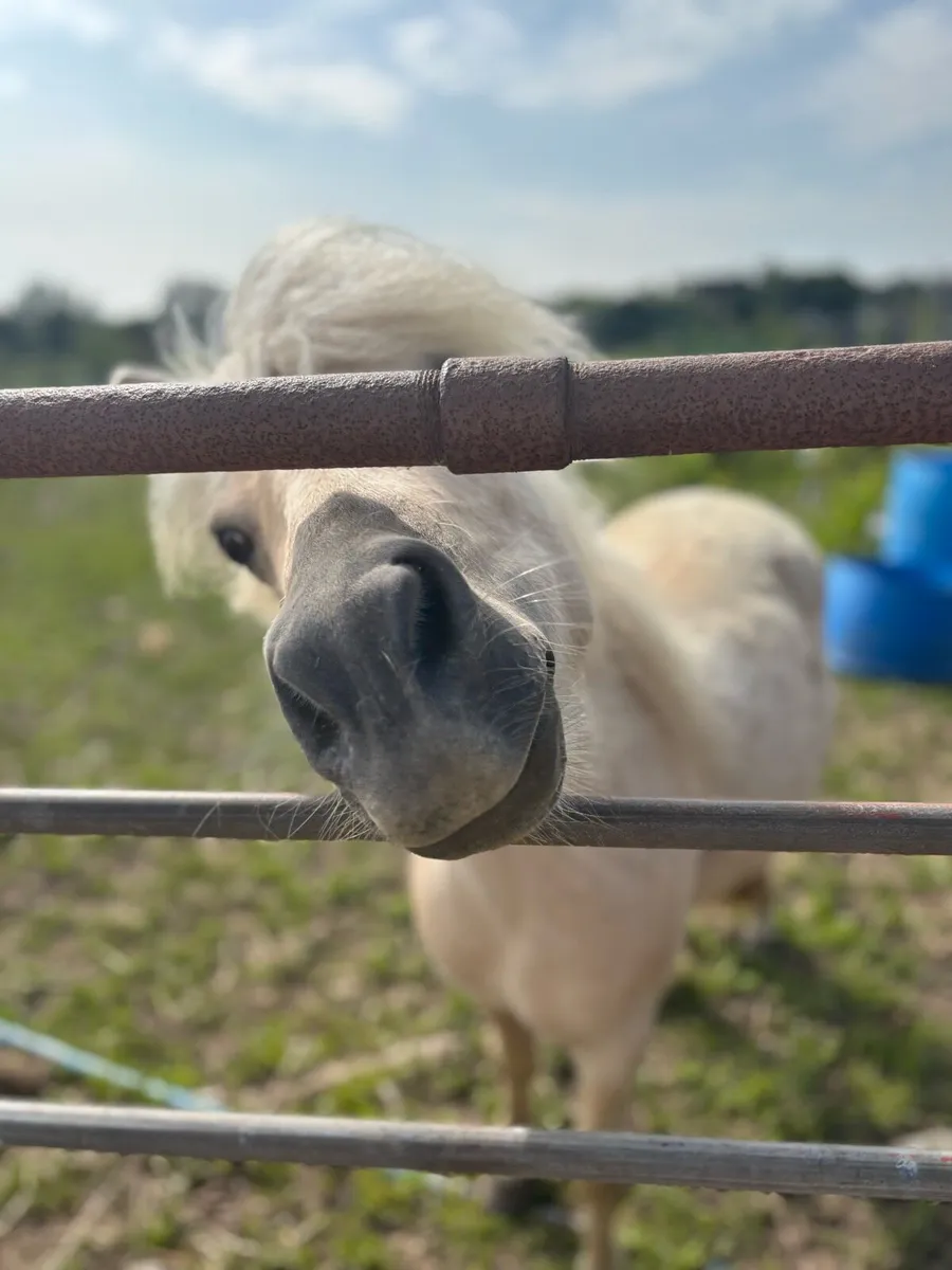 Palomino mare 6 yo approx 11h - Image 2