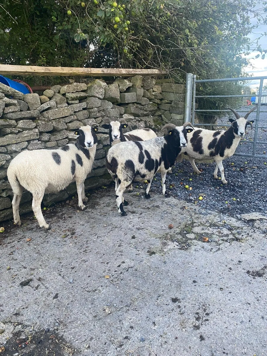 3rd crop Jacob ewes - Image 1