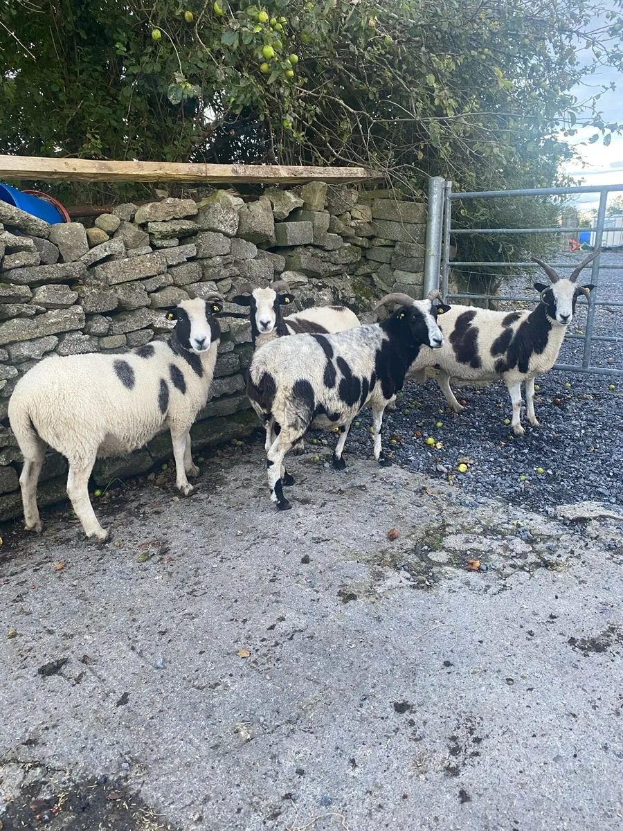 3rd crop Jacob ewes - Image 2