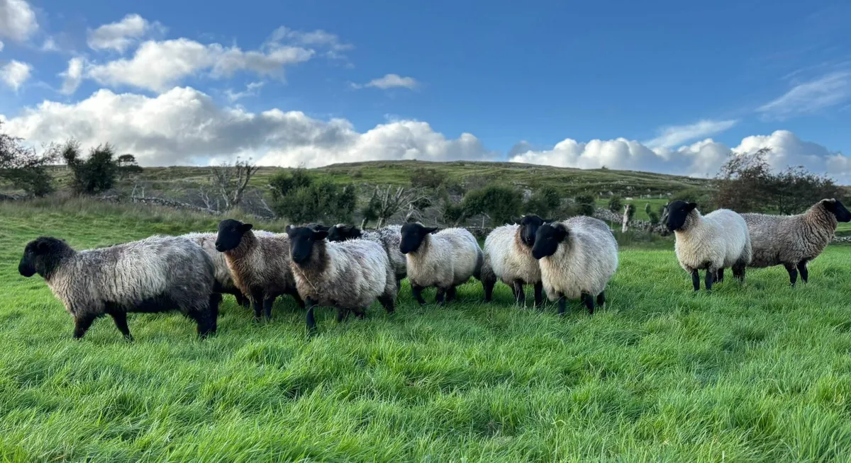 Sufolk X Mayo Ewe Lambs - Image 1