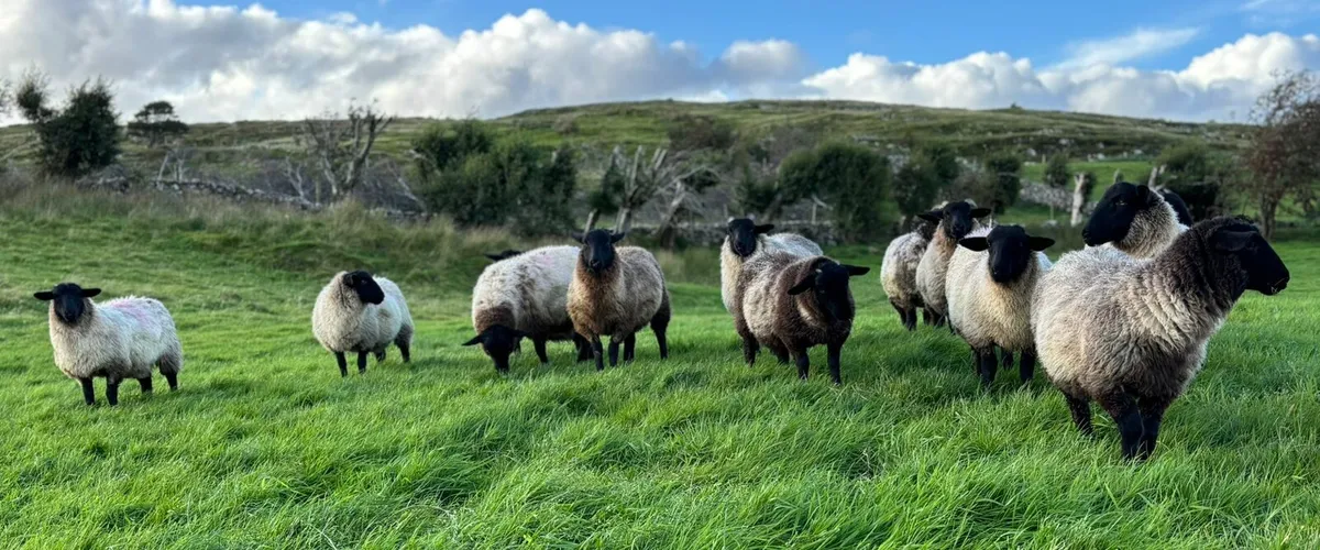 Sufolk X Mayo Ewe Lambs - Image 2
