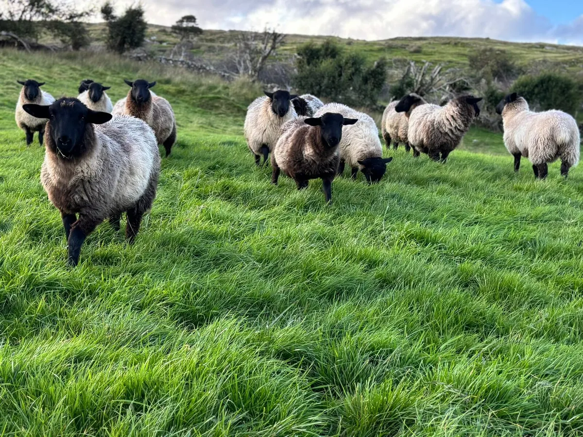 Sufolk X Mayo Ewe Lambs - Image 3