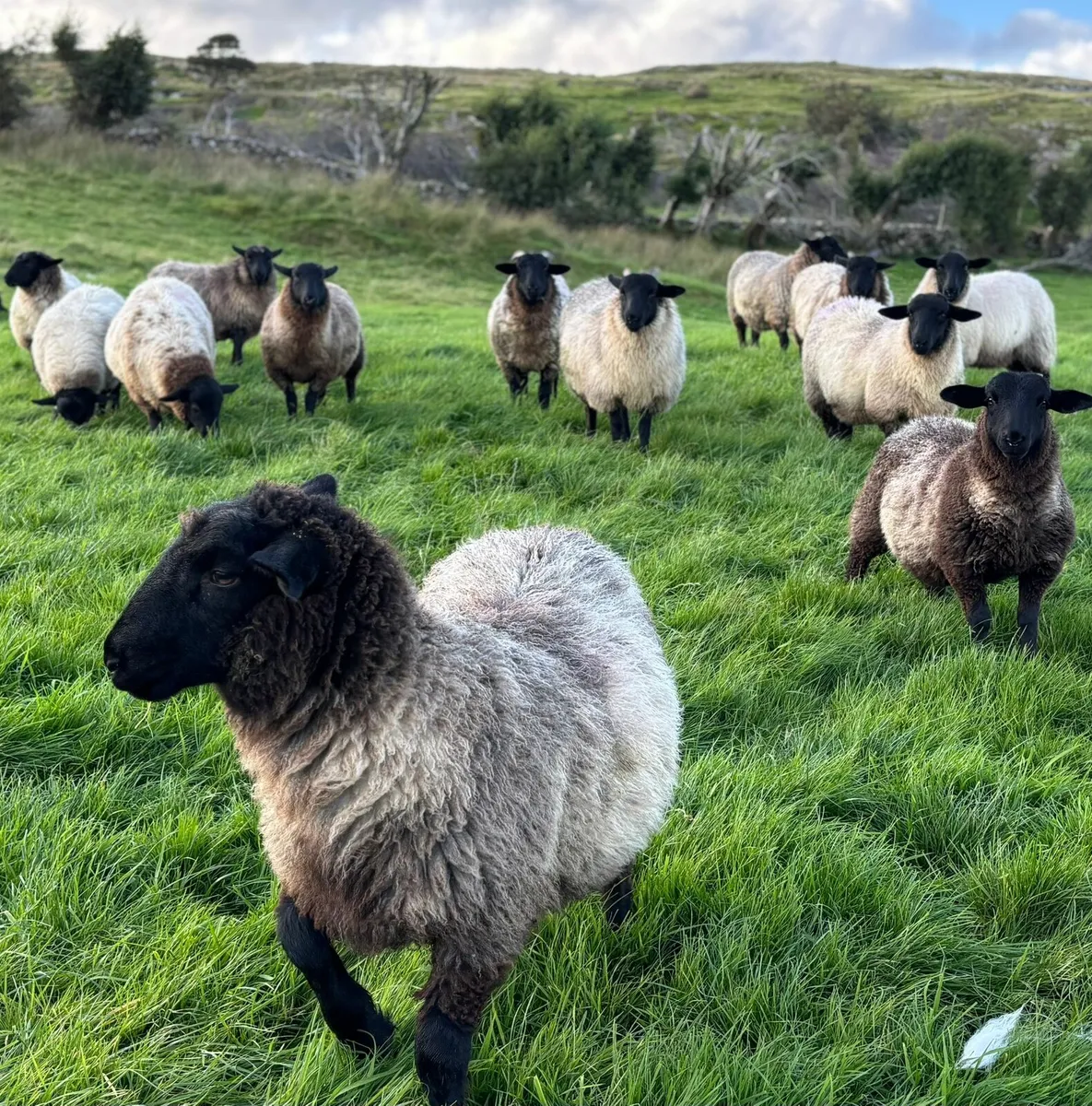 Sufolk X Mayo Ewe Lambs - Image 4