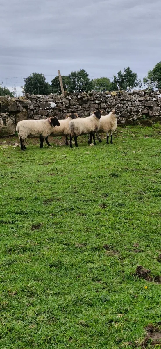 Sheep - Image 1