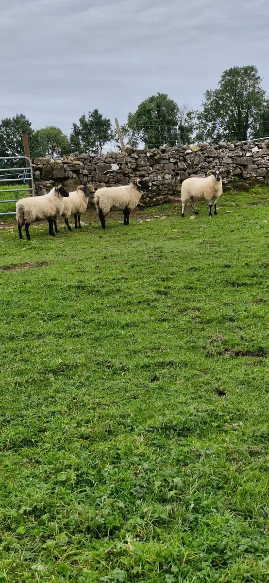 Sheep - Image 2