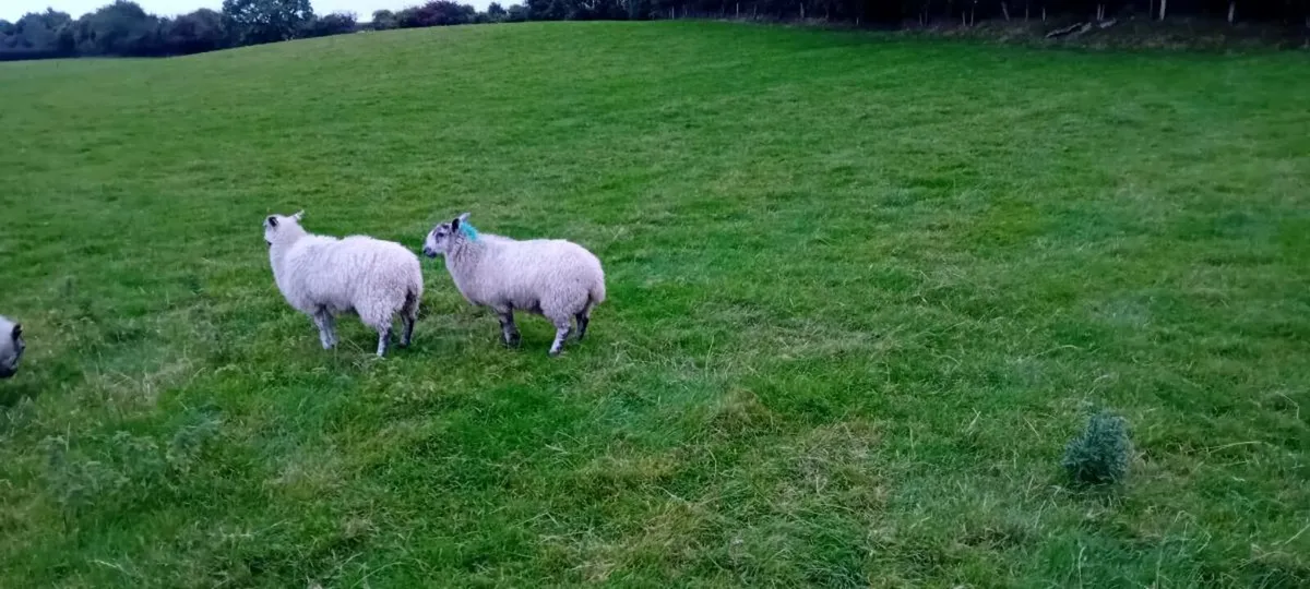 Mule ewe lambs/Dutch spotted ewe lambs - Image 4
