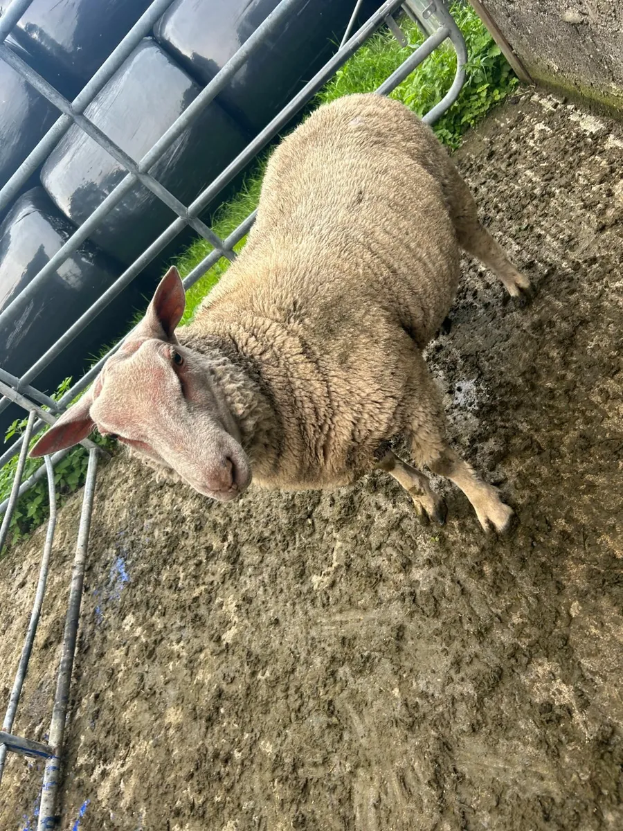 Charlollais Ram Lamb - Image 1