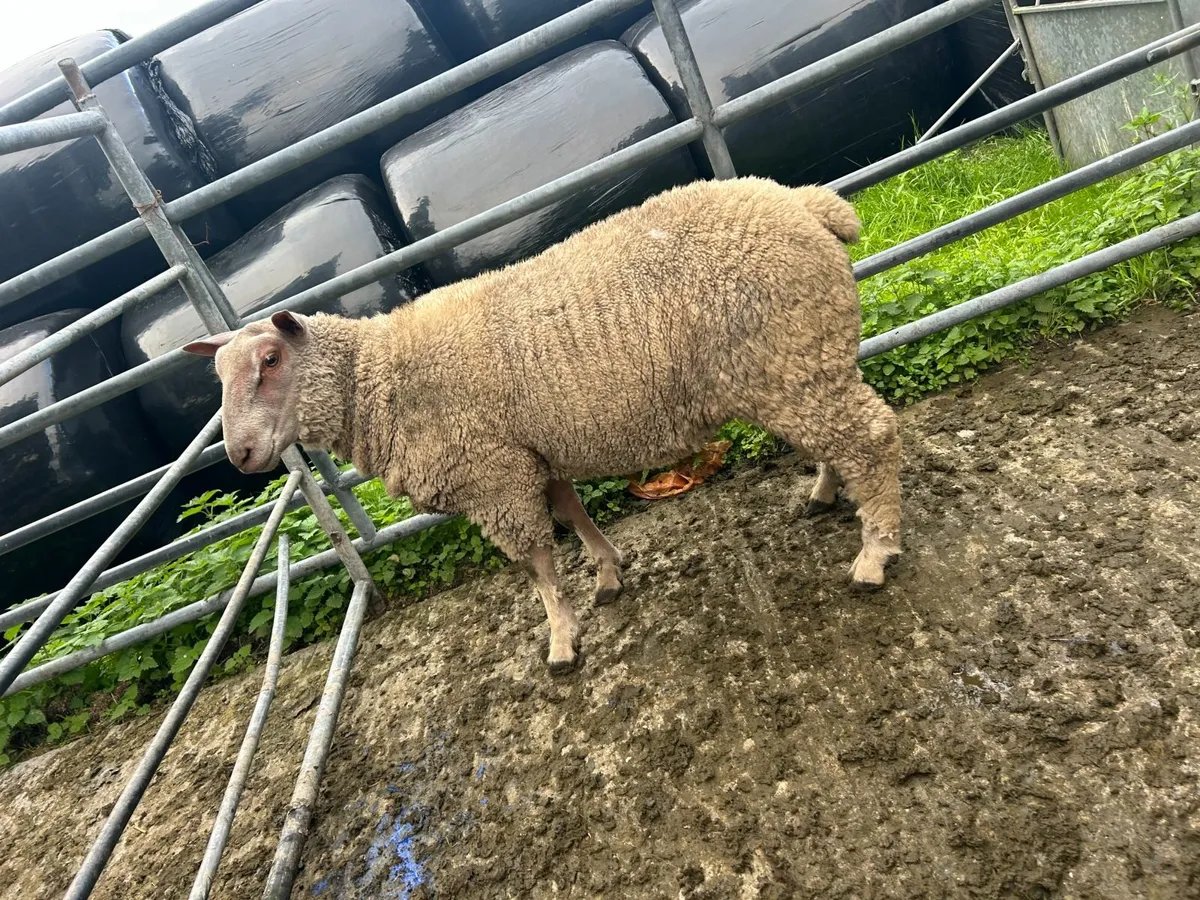 Charlollais Ram Lamb - Image 3