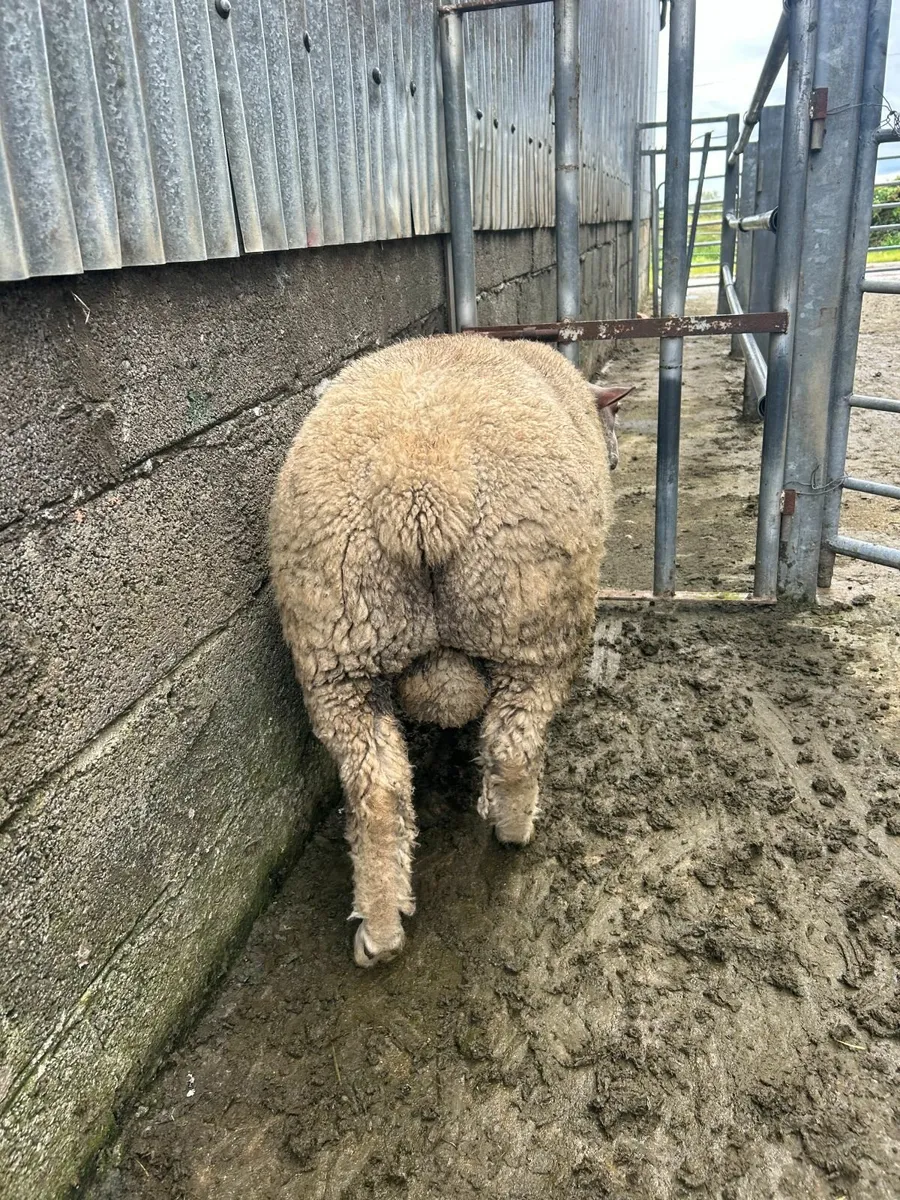 Charlollais Ram Lamb - Image 4