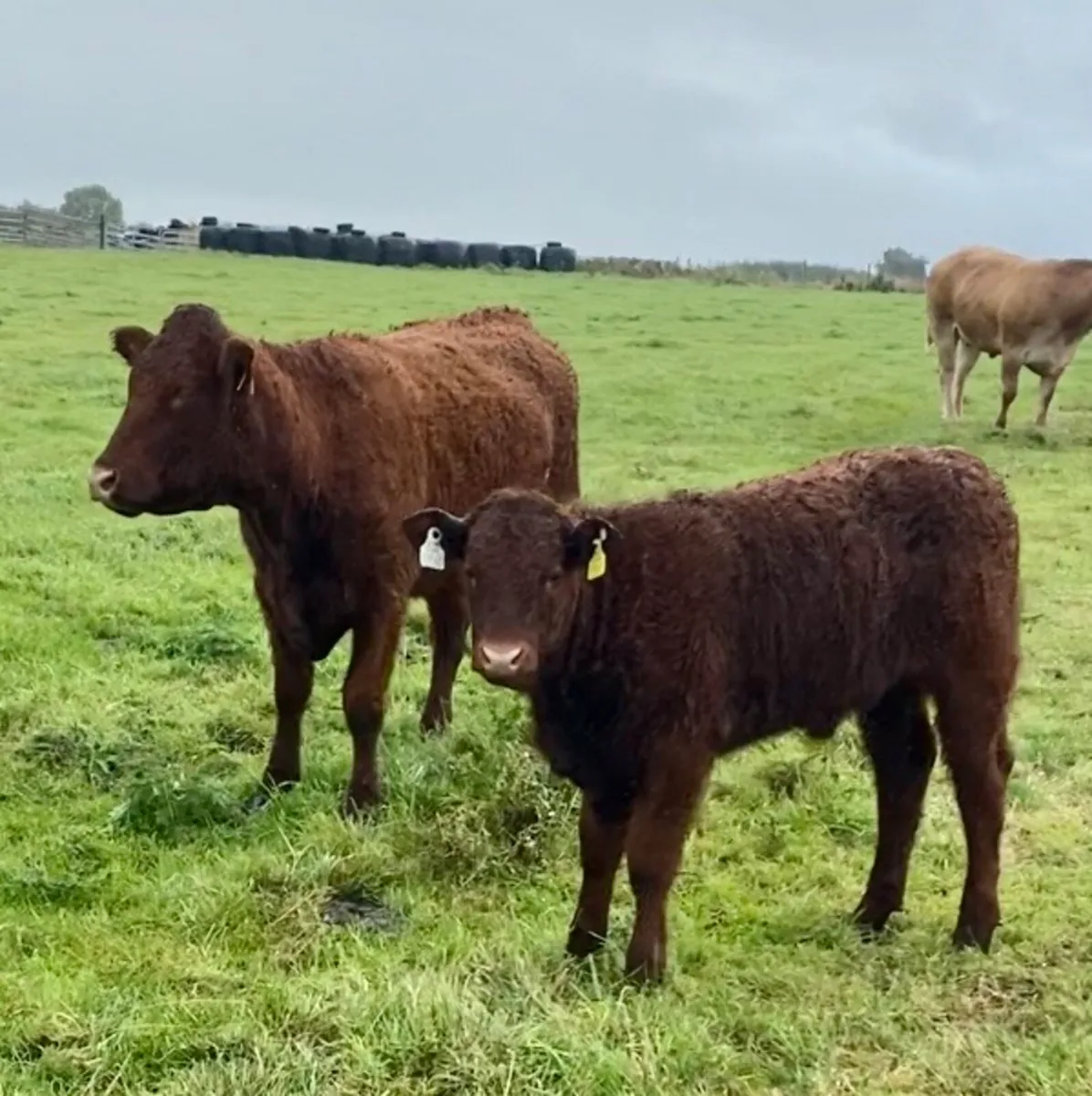 Pedigree Saler first calver and calf - Image 1