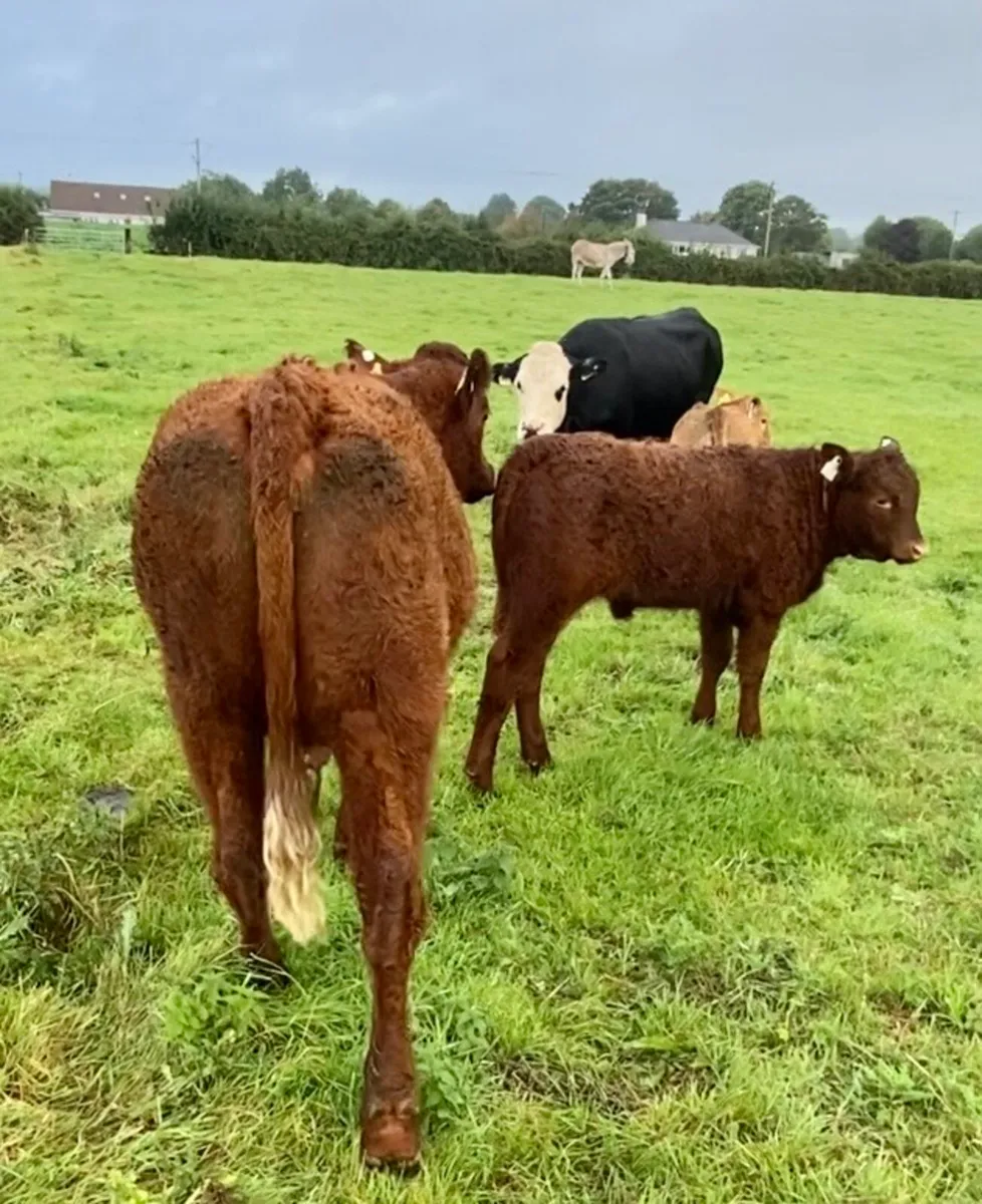Pedigree Saler first calver and calf - Image 2