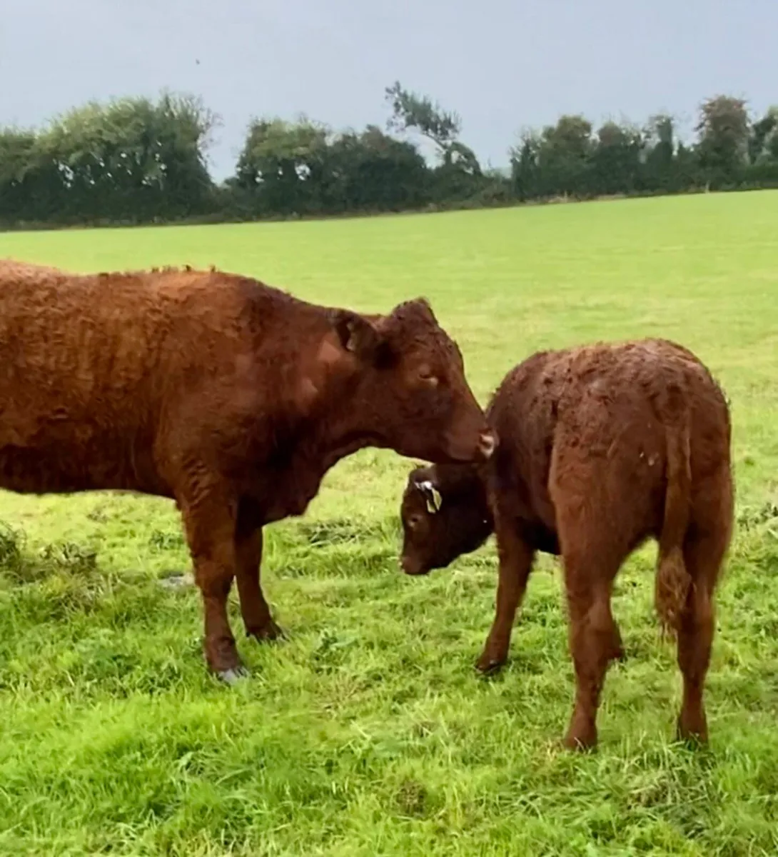 Pedigree Saler first calver and calf - Image 3