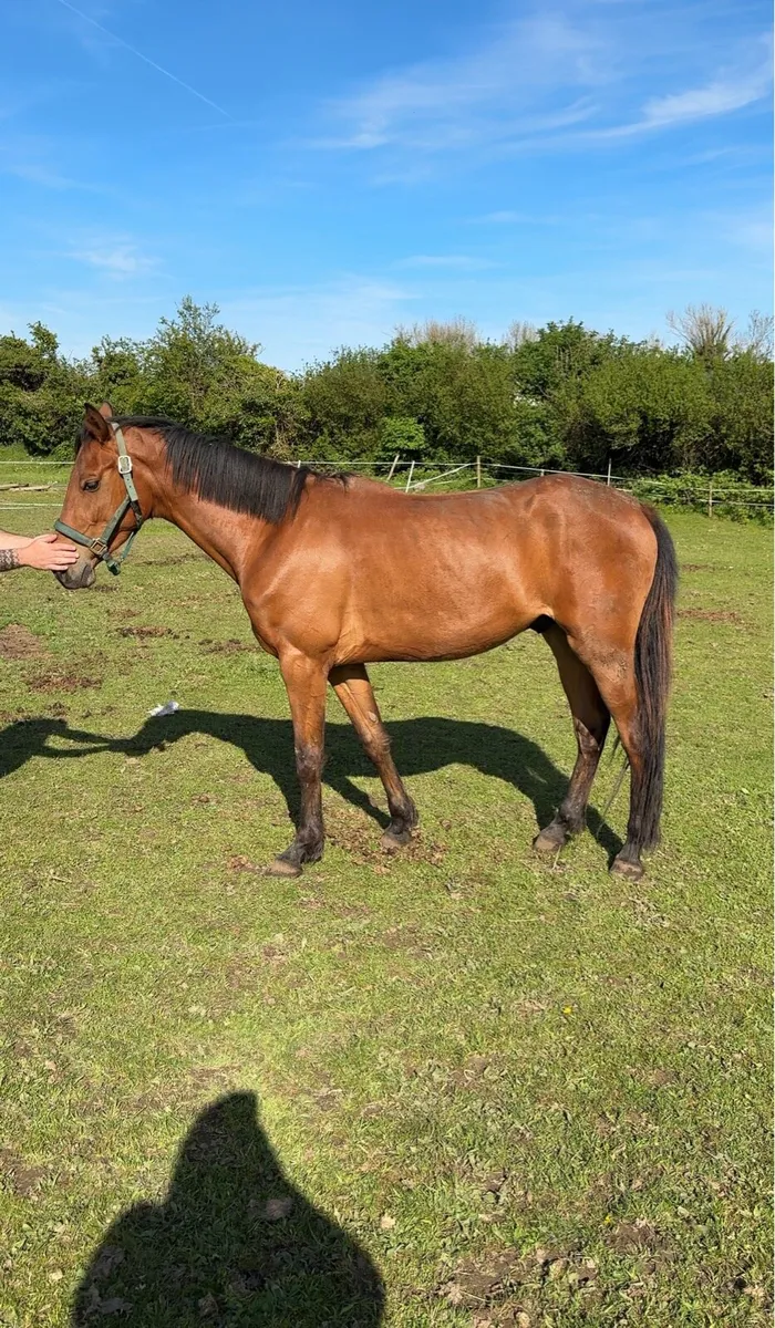 4 year old Belgian warm blood  green book gelding - Image 1