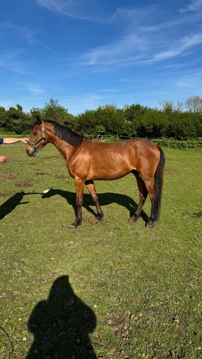 4 year old Belgian warm blood  green book gelding - Image 2