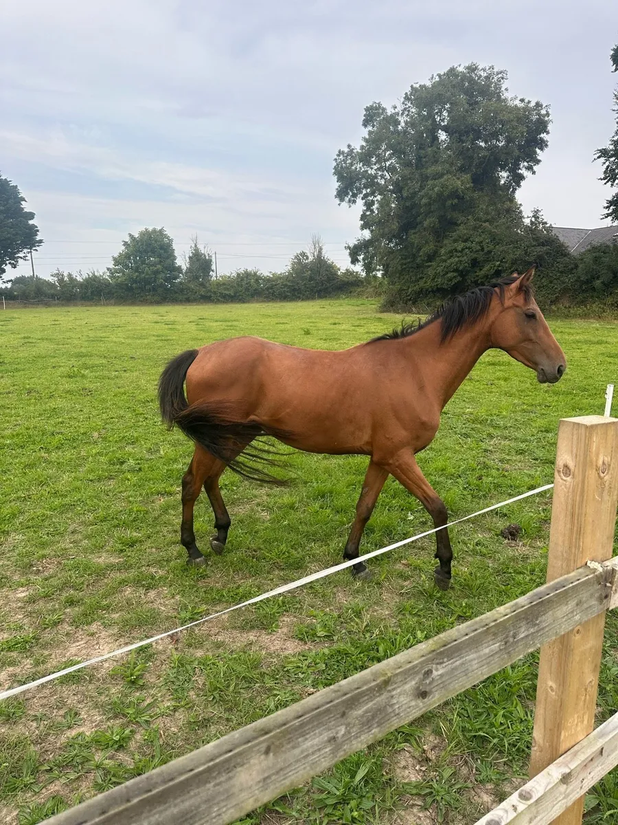 4 year old Belgian warm blood  green book gelding - Image 3