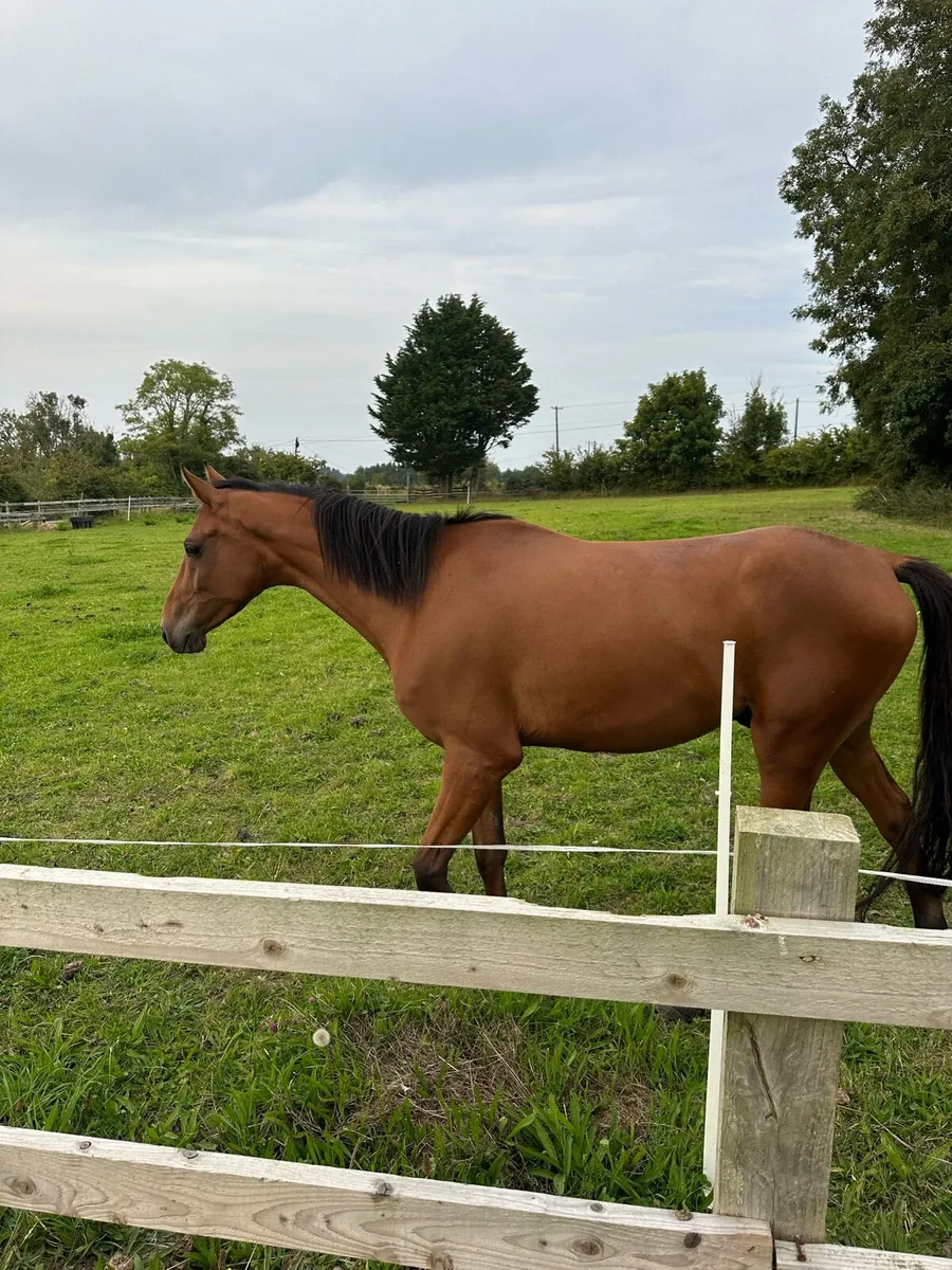 4 year old Belgian warm blood  green book gelding - Image 4