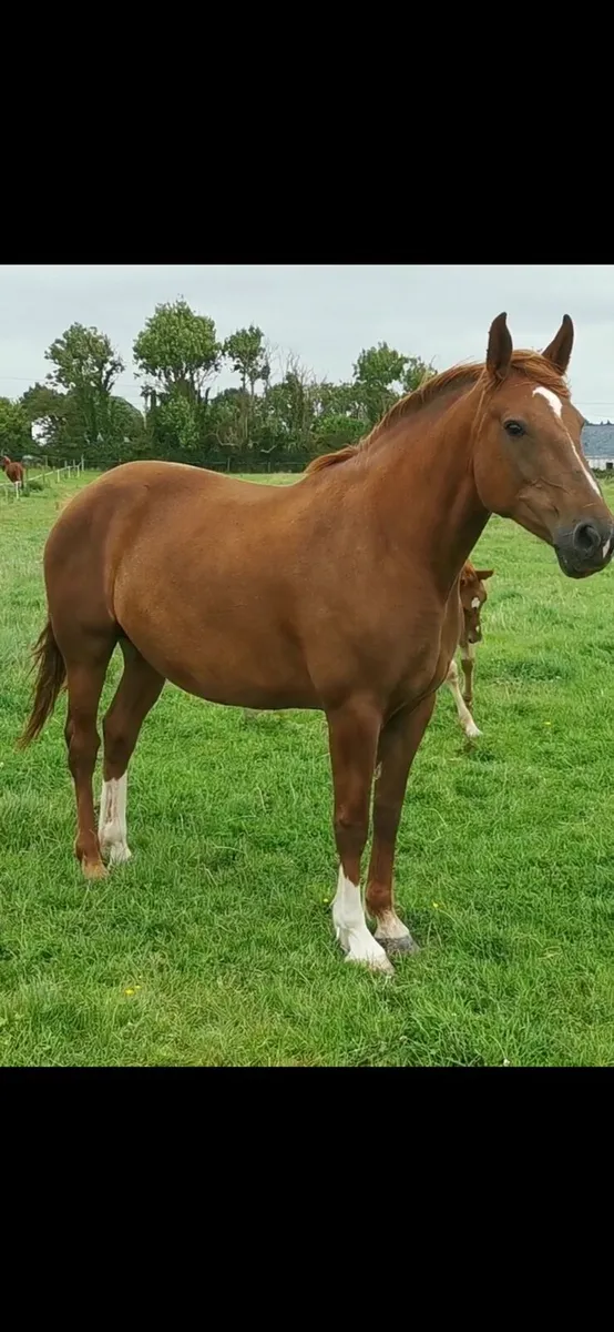 Registered Irish draught filly foal - Image 3