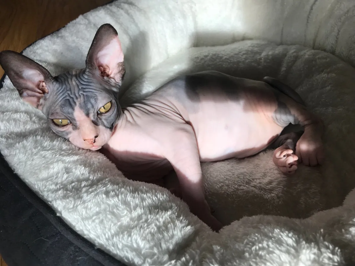 Sphynx kittens Gccfi registered - Image 1