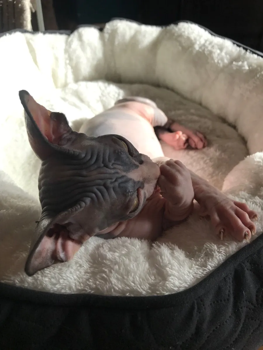 Sphynx kittens Gccfi registered - Image 2