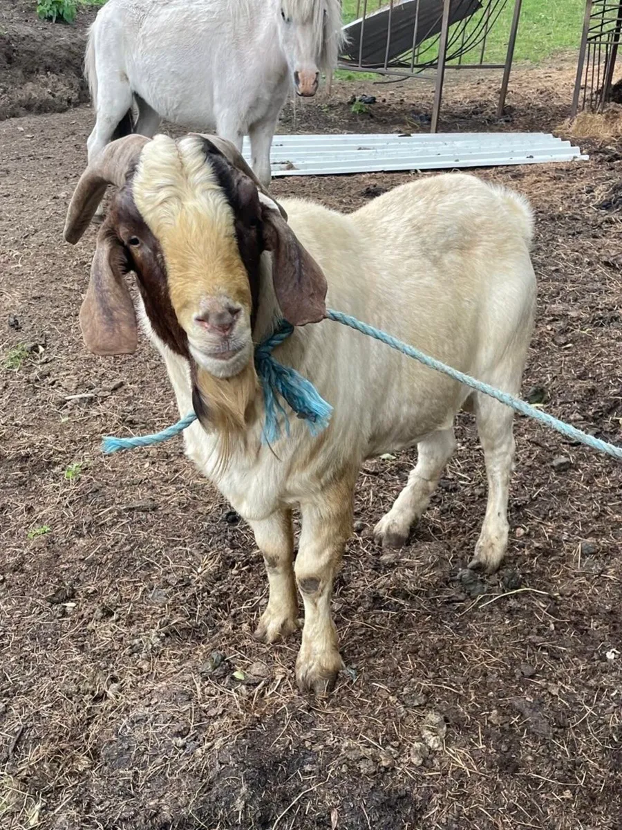 Goats & Puck Goats for Sale - Image 1