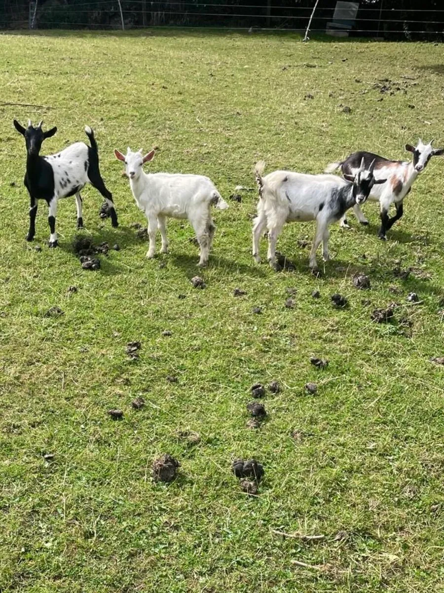 Goats & Puck Goats for Sale - Image 2