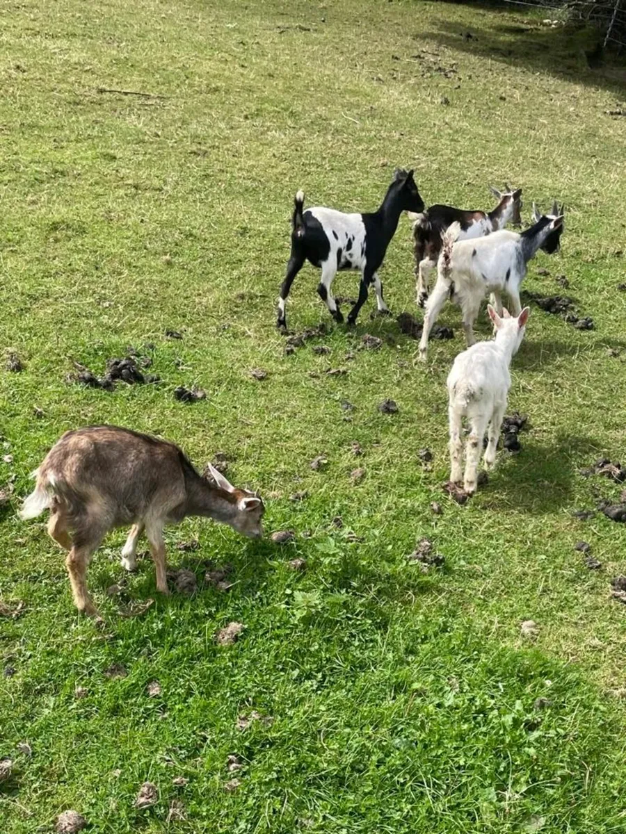 Goats & Puck Goats for Sale - Image 3