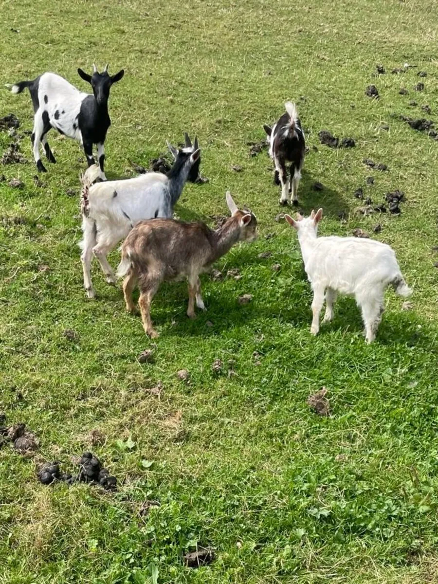 Goats & Puck Goats for Sale - Image 4