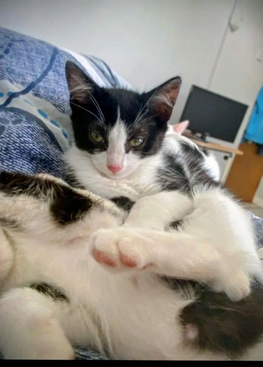 Lassy 14 week old kitten girl looking for home - Image 1