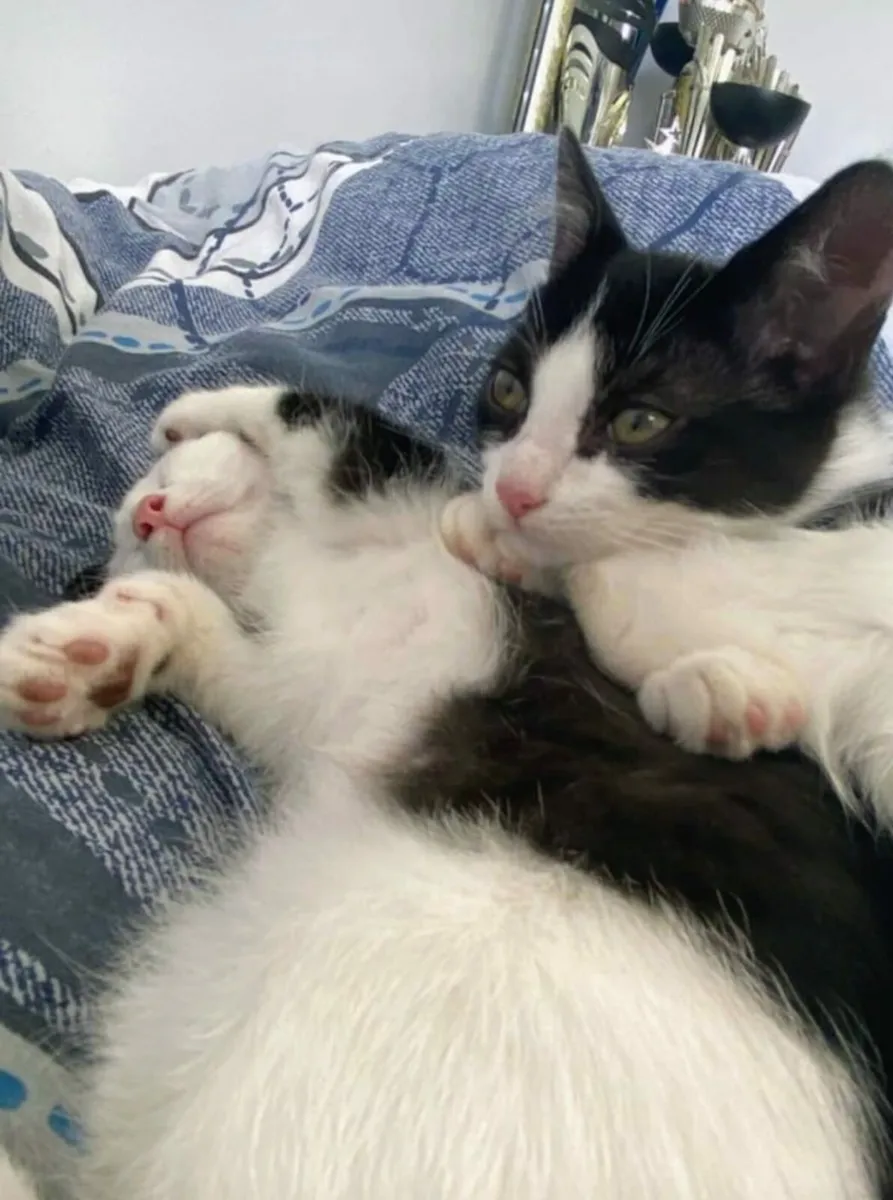 Lassy 14 week old kitten girl looking for home - Image 4