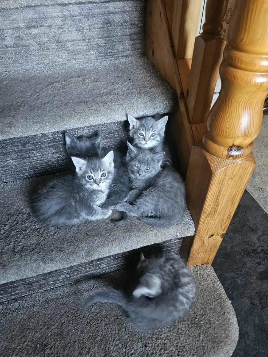 🐈 - Image 3