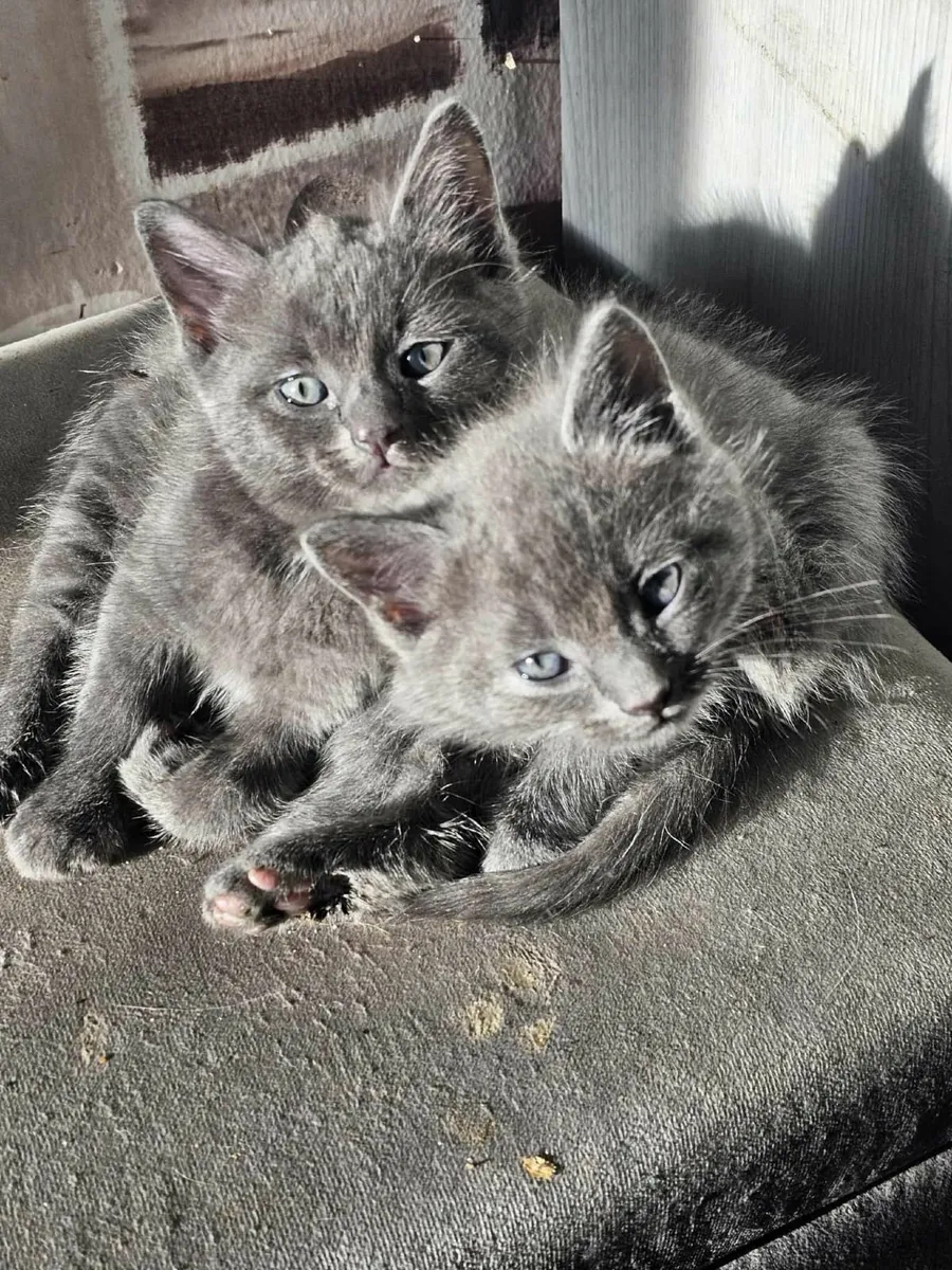 🐈 - Image 4