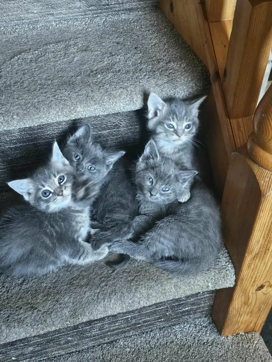 🐈 - Image 1
