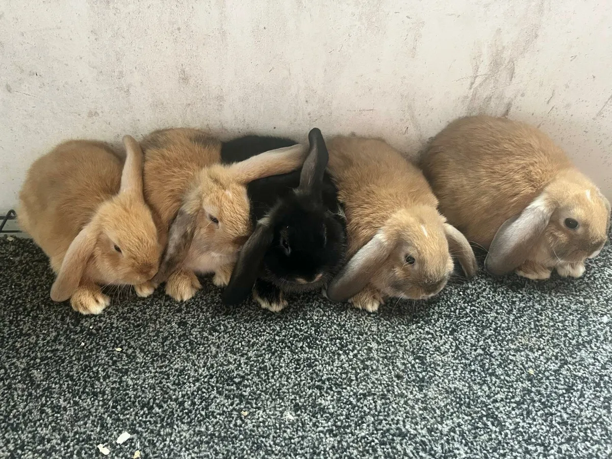 Rabbits - Image 1