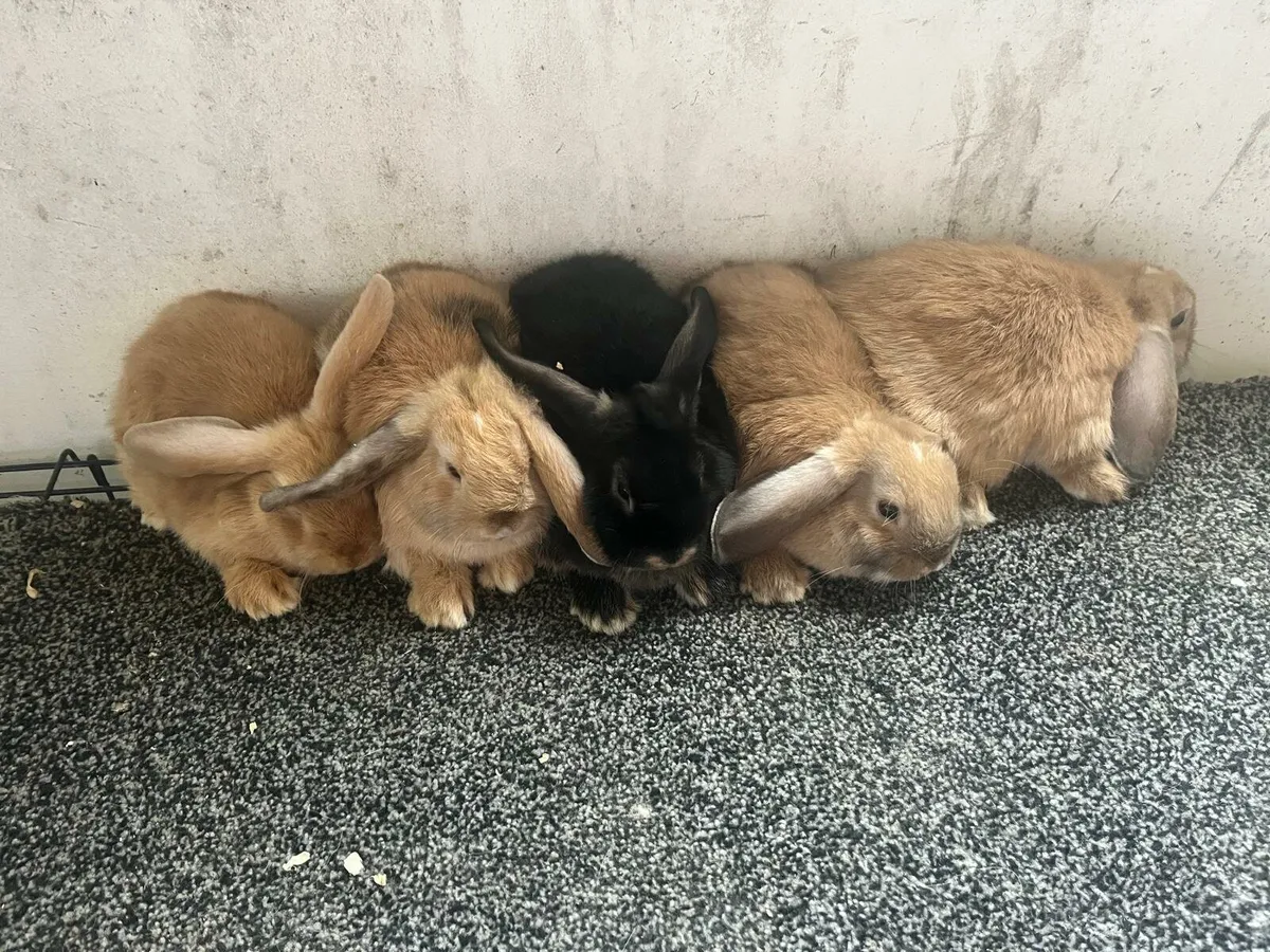 Rabbits - Image 2