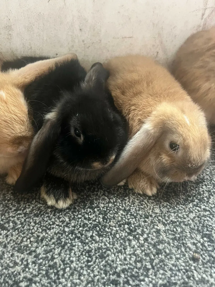 Rabbits - Image 3