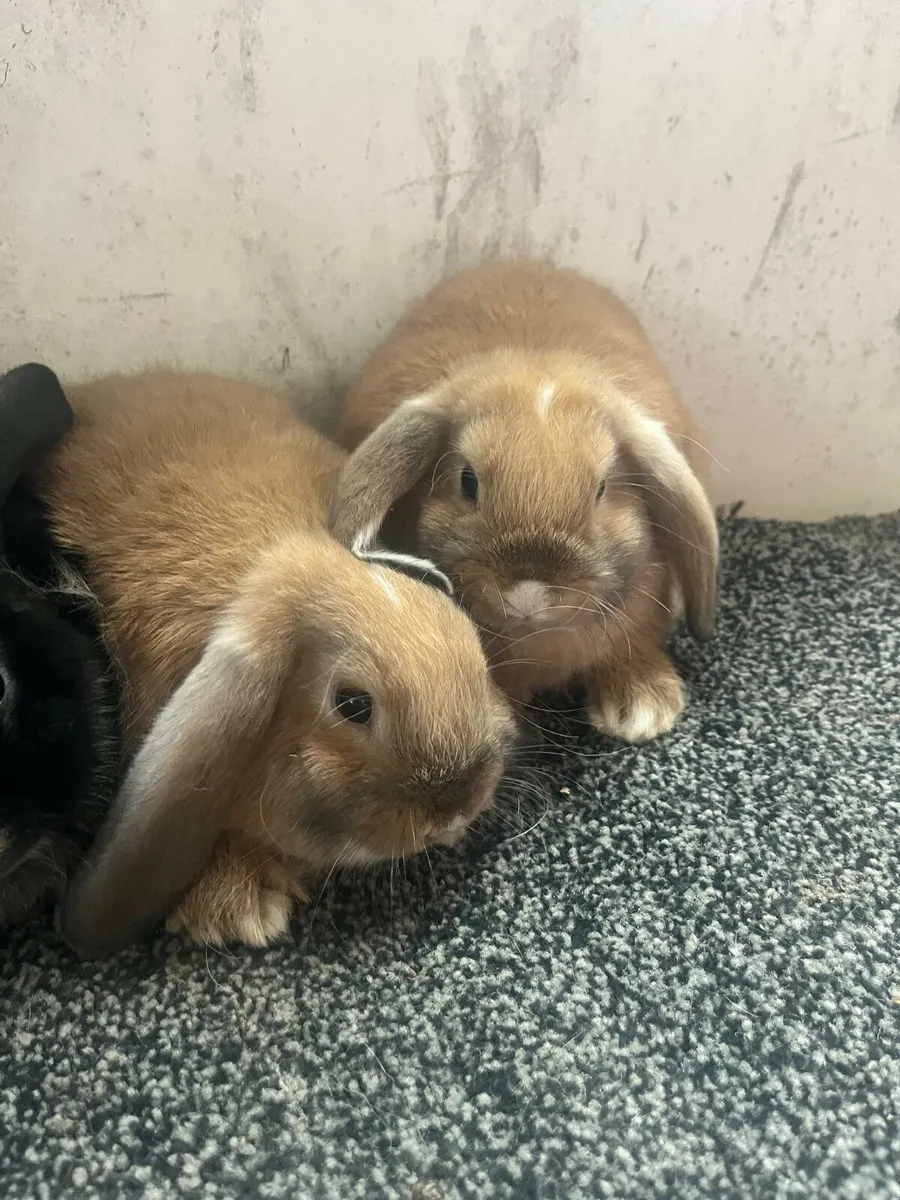 Rabbits - Image 4
