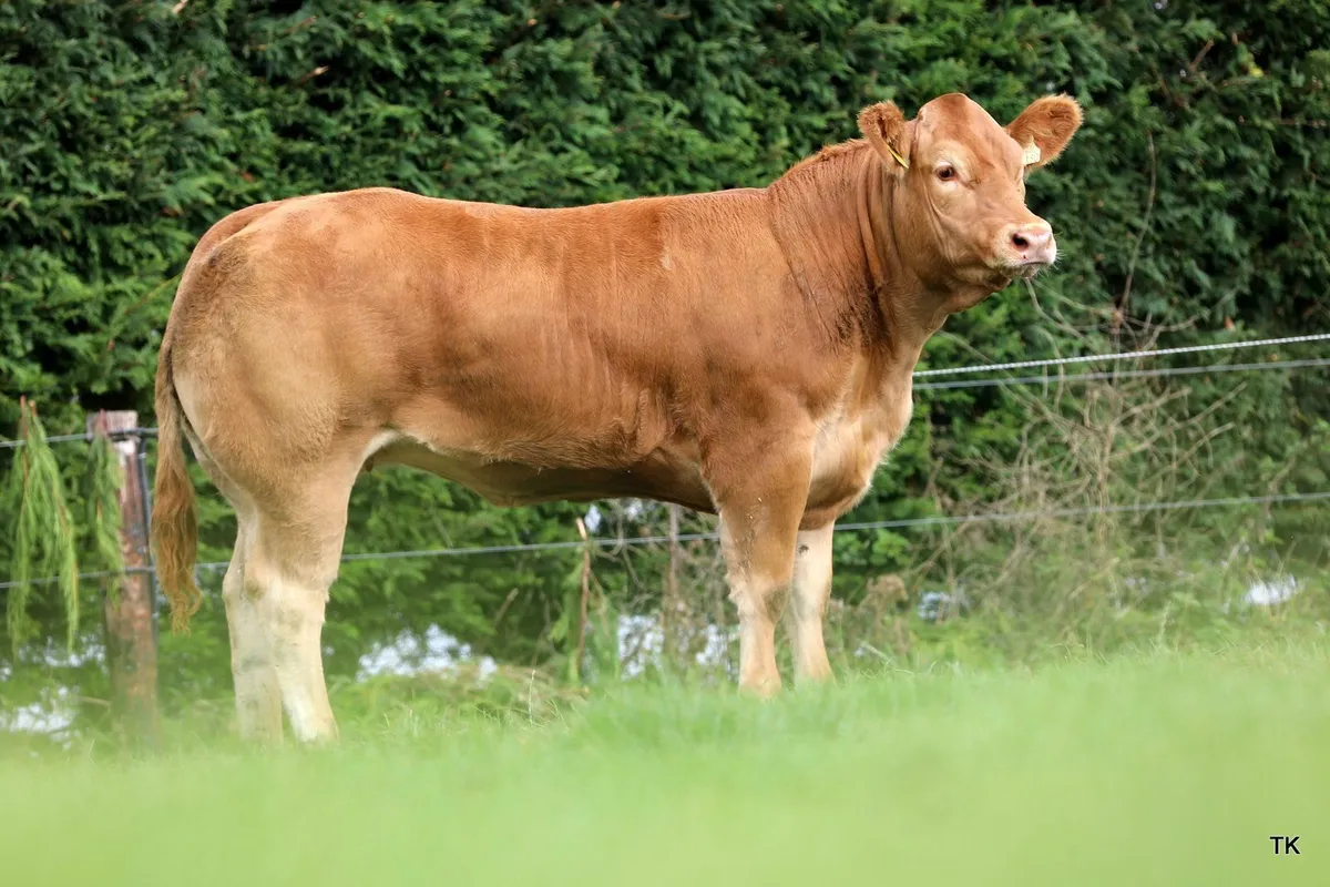 Weanling heifers - Image 2