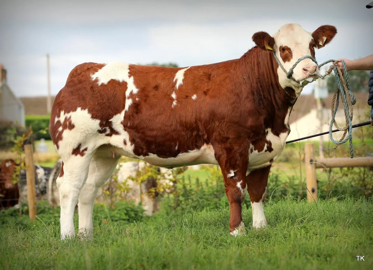 Weanling heifers - Image 3