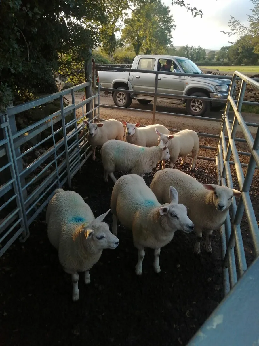 Texel X ewe lambs - Image 2