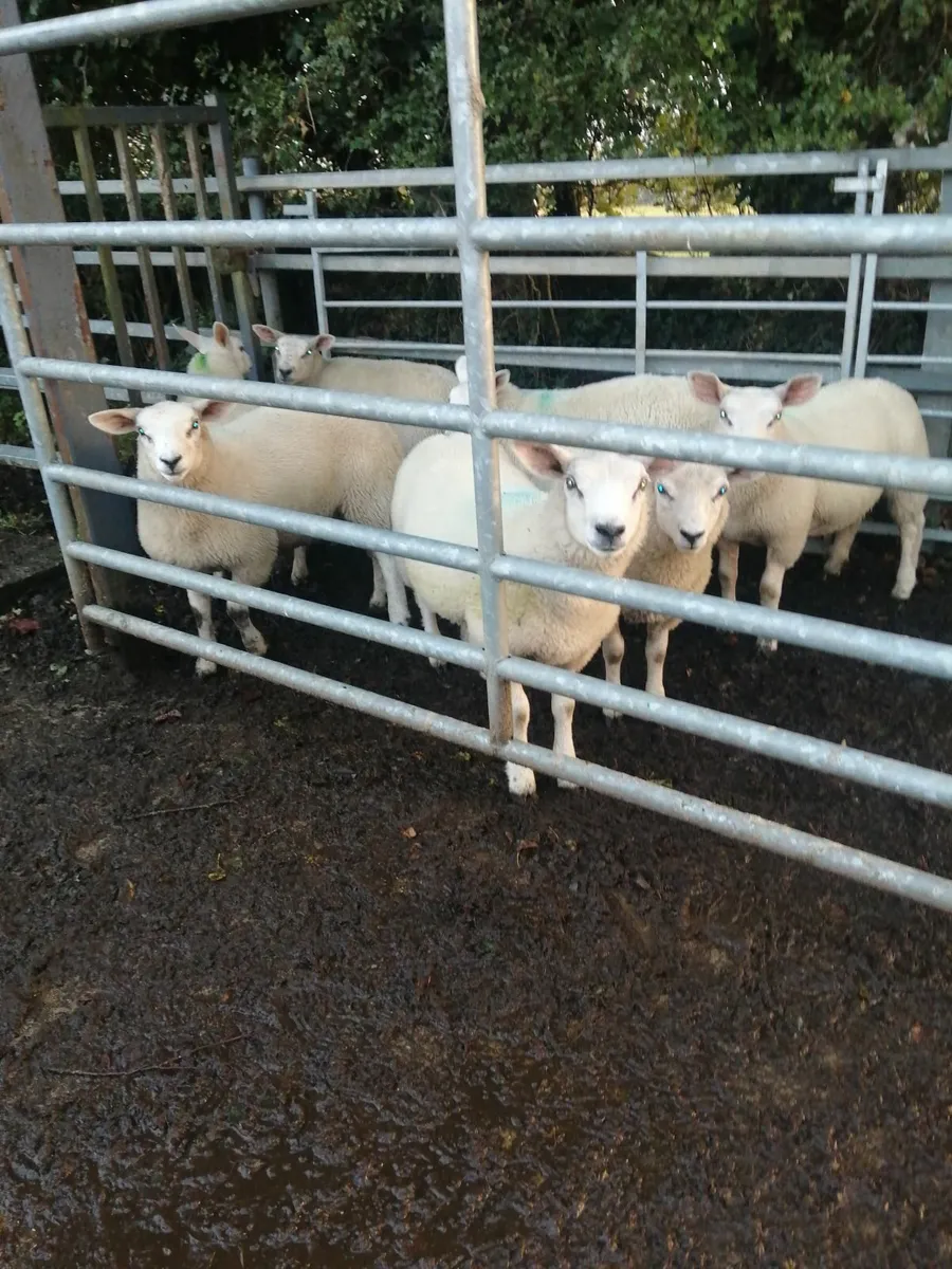 Texel X ewe lambs - Image 3