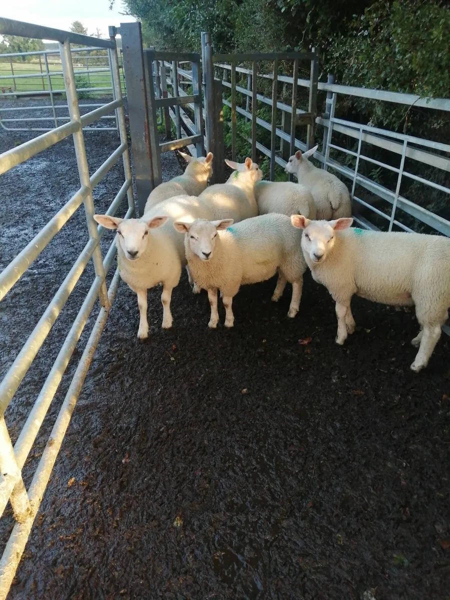 Texel X ewe lambs - Image 4