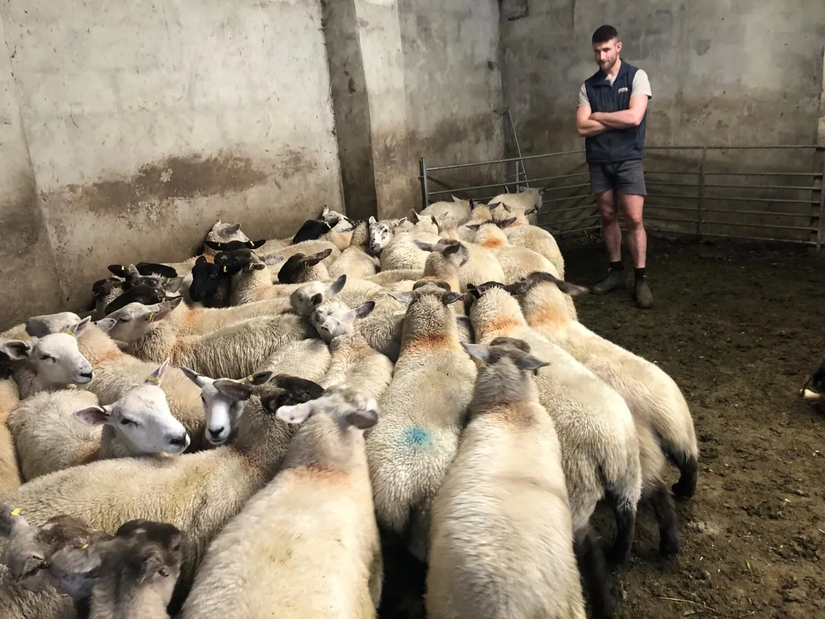 Ewe lambs - Image 2