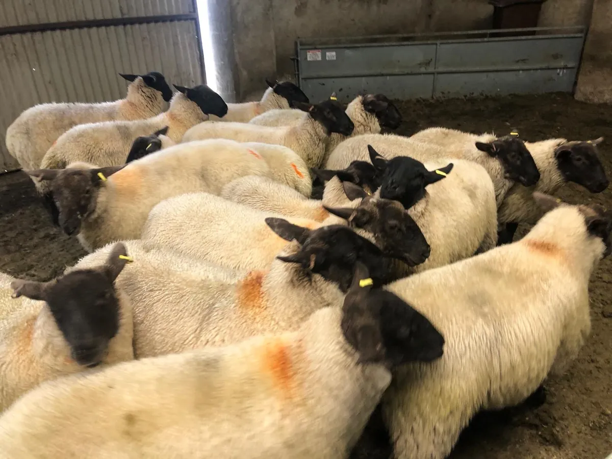 Ewe lambs - Image 3