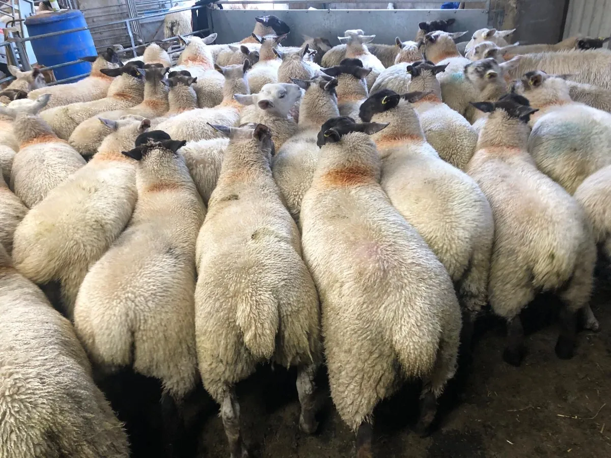 Ewe lambs - Image 4
