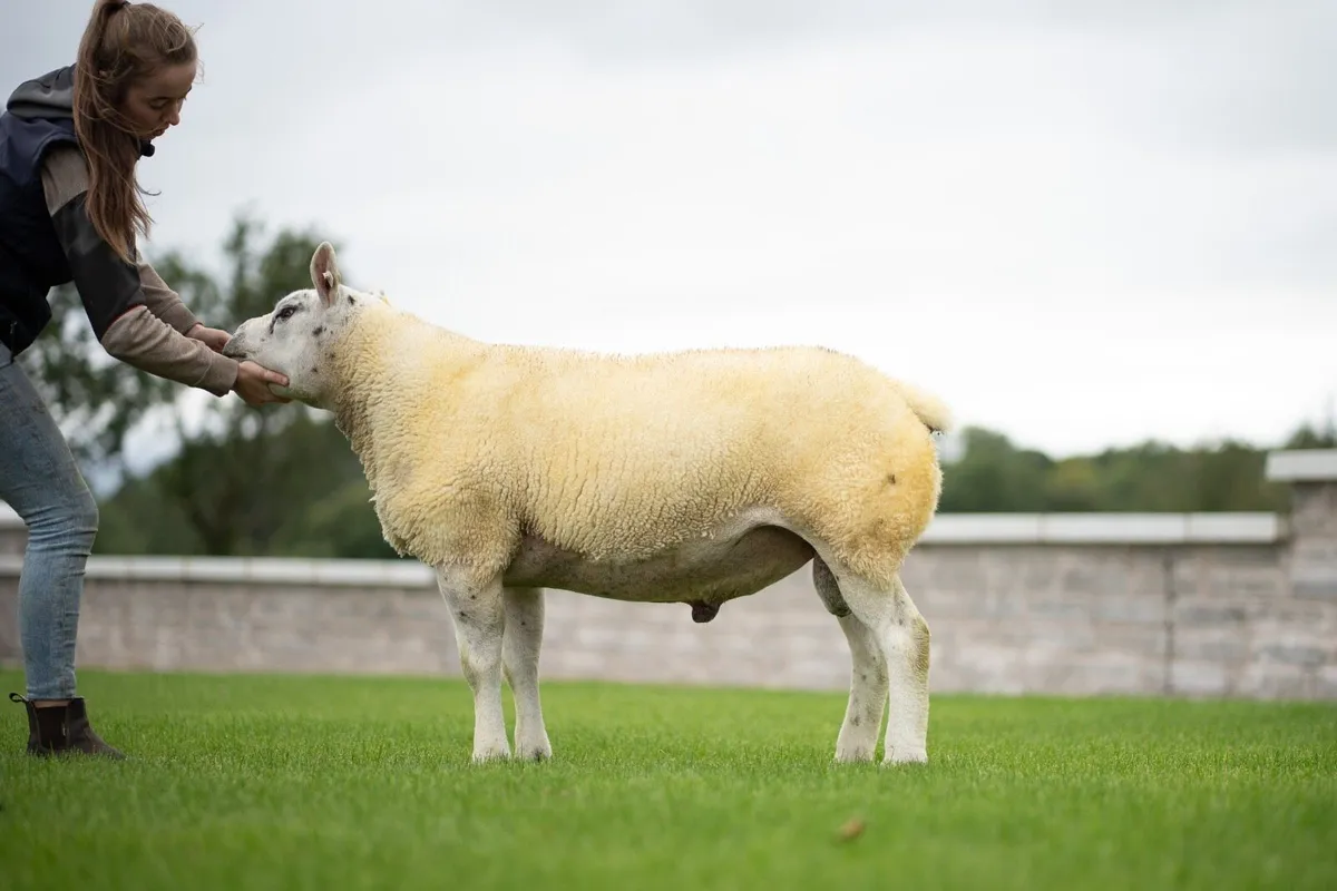 Texel Ram - Image 2
